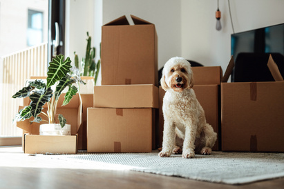 Dog sat in front of a pile of empty boxes