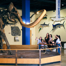 Children and adults in a family looking at a large museum exhibit